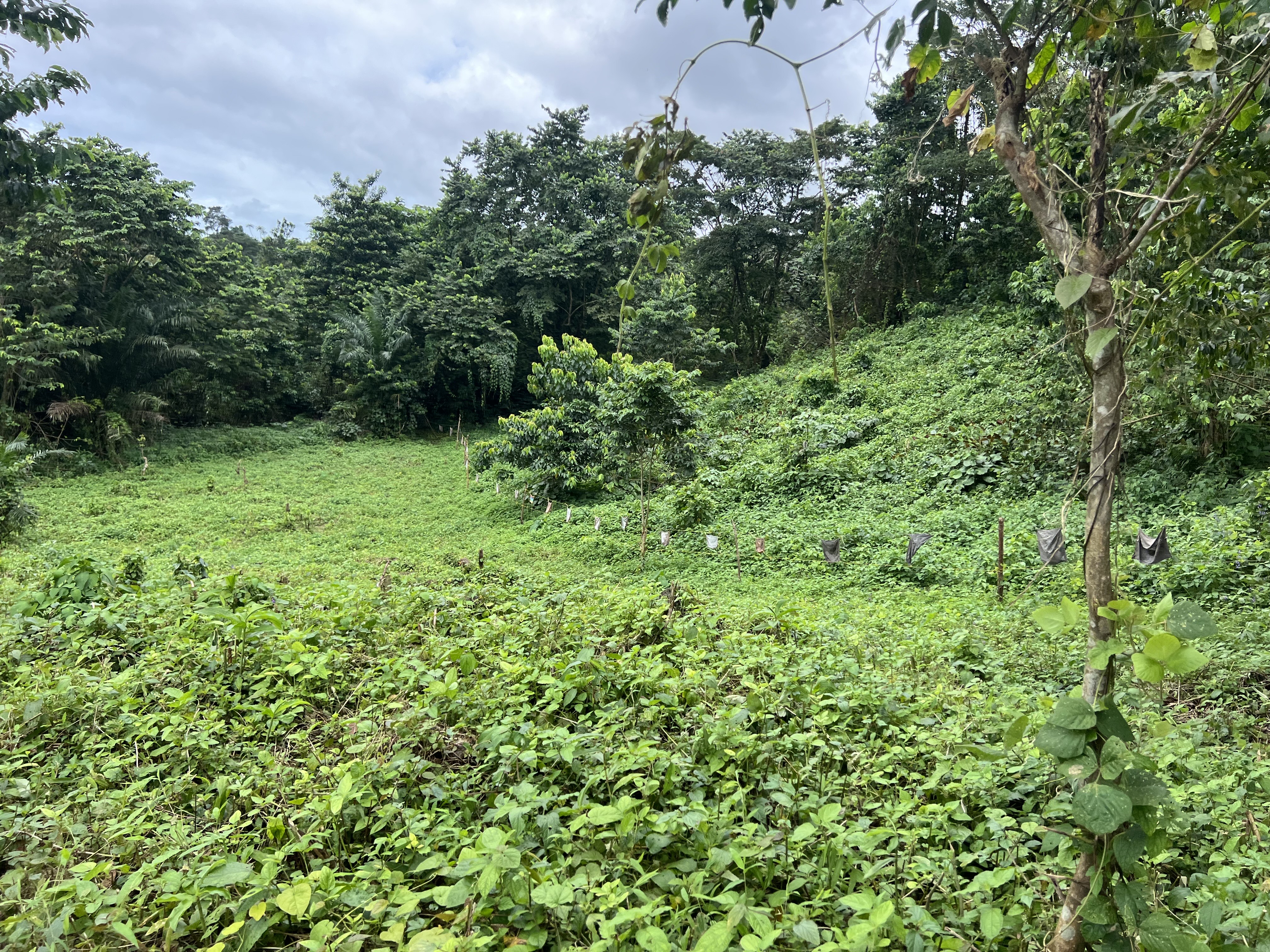 Rag fire wall used to deter elephants